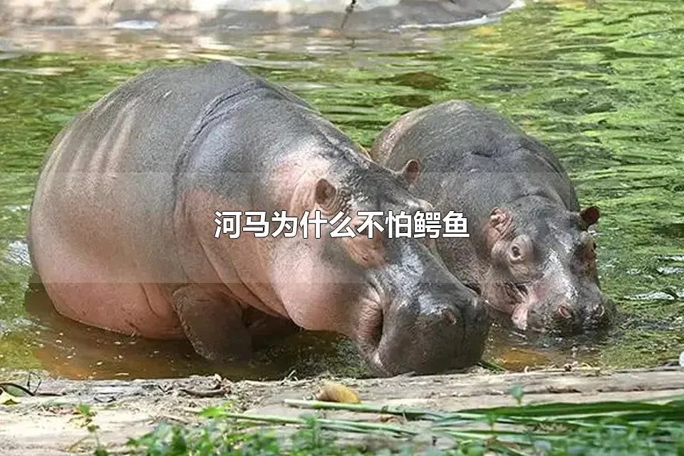 河马为什么不怕鳄鱼 河马吃不吃鳄鱼