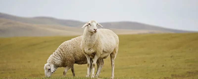 母绵羊有角吗 母绵羊有没有角