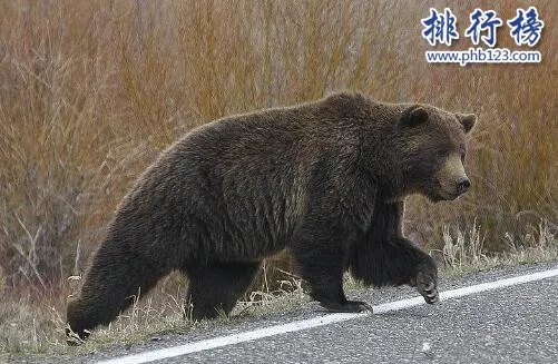 地球十大最强生物,人类上榜第1可举起自身1180倍