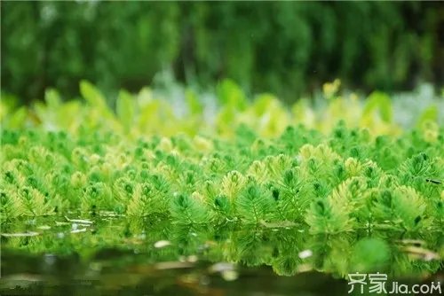 你了解什么是绿藻门吗？ 绿藻门繁殖方式是什么？