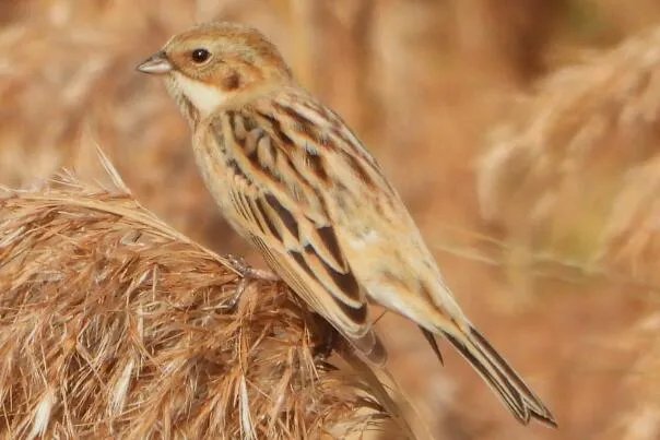 苇鹀:长仅11厘米,胆子大(人类接近才离开)