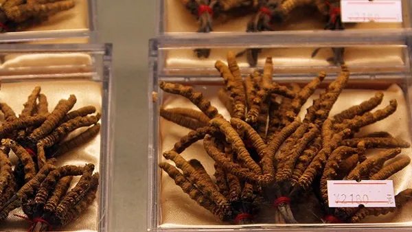 冬虫夏草是什么