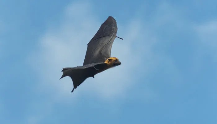 会飞的蝙蝠属于哪类动物