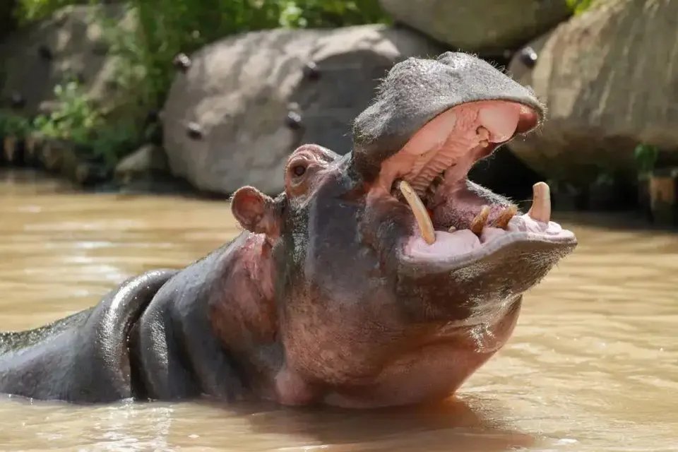 河马为什么不怕鳄鱼 河马吃不吃鳄鱼