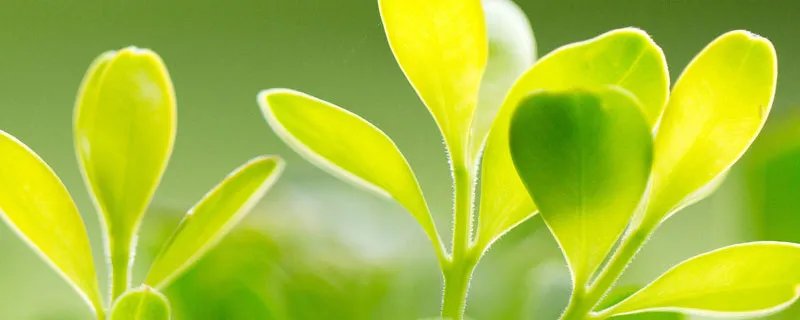 春夏秋冬春为首下一句对联是什么 春夏秋冬春为首下一句对联