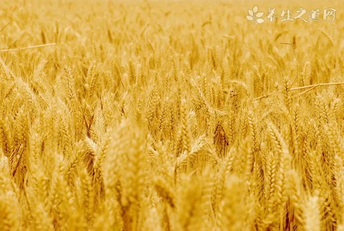 五爪金龙花的功效与作用