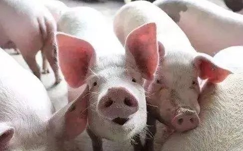 重庆排查出非洲猪瘟，这批猪肉有销毁处理吗？