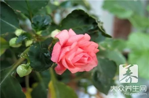 凤仙花的作用是什么