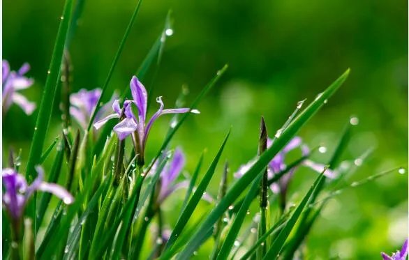 2020谷雨图片大全 2020谷雨唯美图片