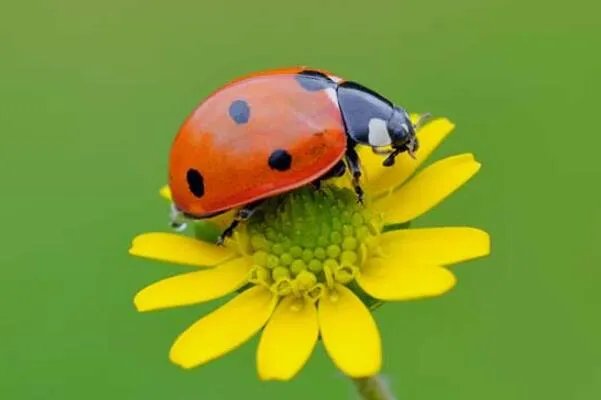 涓冩槦鐡㈣櫕鏄泭铏繕鏄铏�?鏄泭铏�(鐡㈣櫕鐨勭泭瀹崇绫�)