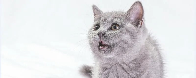 梦见猫追我什么意思 梦见猫追我预示什么