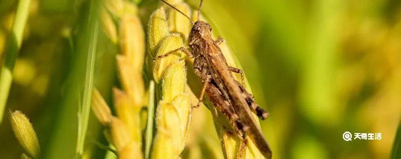 县令捕蝗文言文翻译