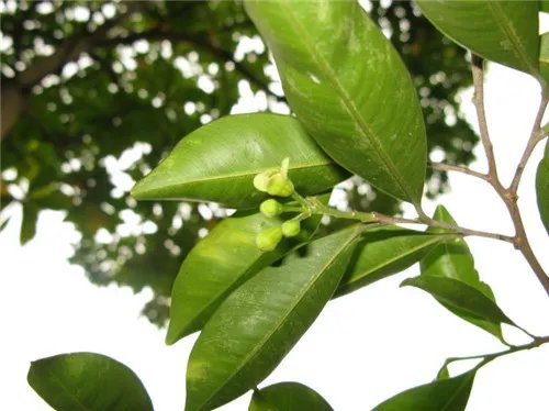 莞香树长什么样 莞香树有哪些价值