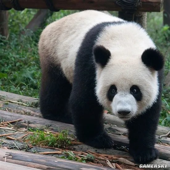 童年萌物“趴趴熊”的初代形象：毫无相似 有点恐怖