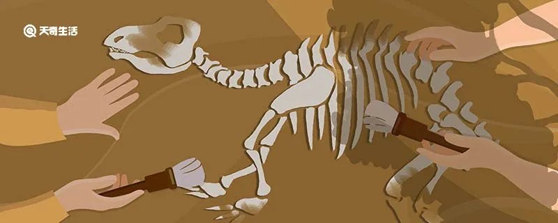 化石是怎么形成的