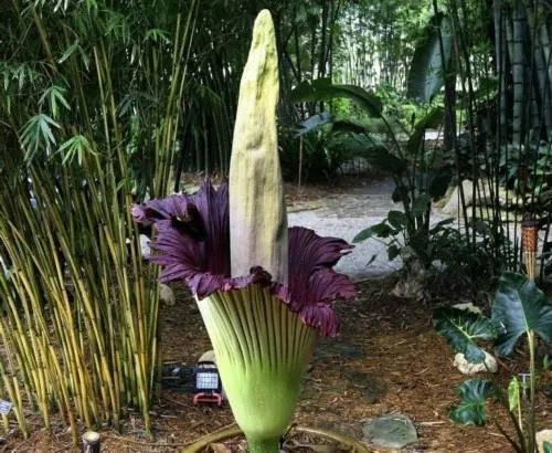 世界上最臭的花:尸臭花(气味奇臭无比)