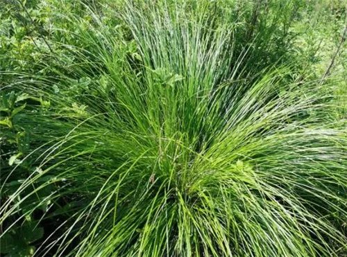 乌拉草图片大全 乌拉草到底有没有药用价值呢