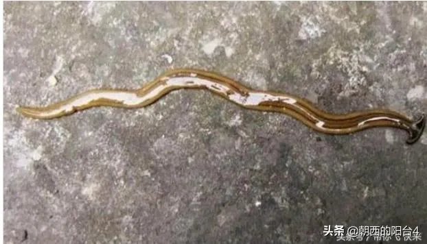 斧头虫在中国哪里有?