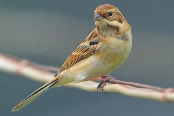 苇鹀:长仅11厘米,胆子大(人类接近才离开)