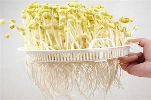 黄豆芽生长过程