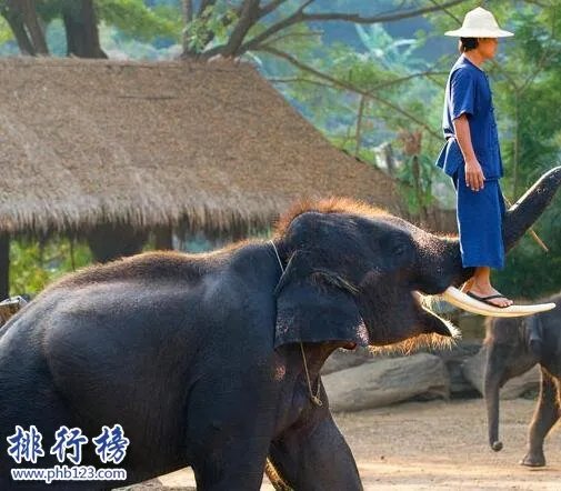 地球十大最强生物,人类上榜第1可举起自身1180倍