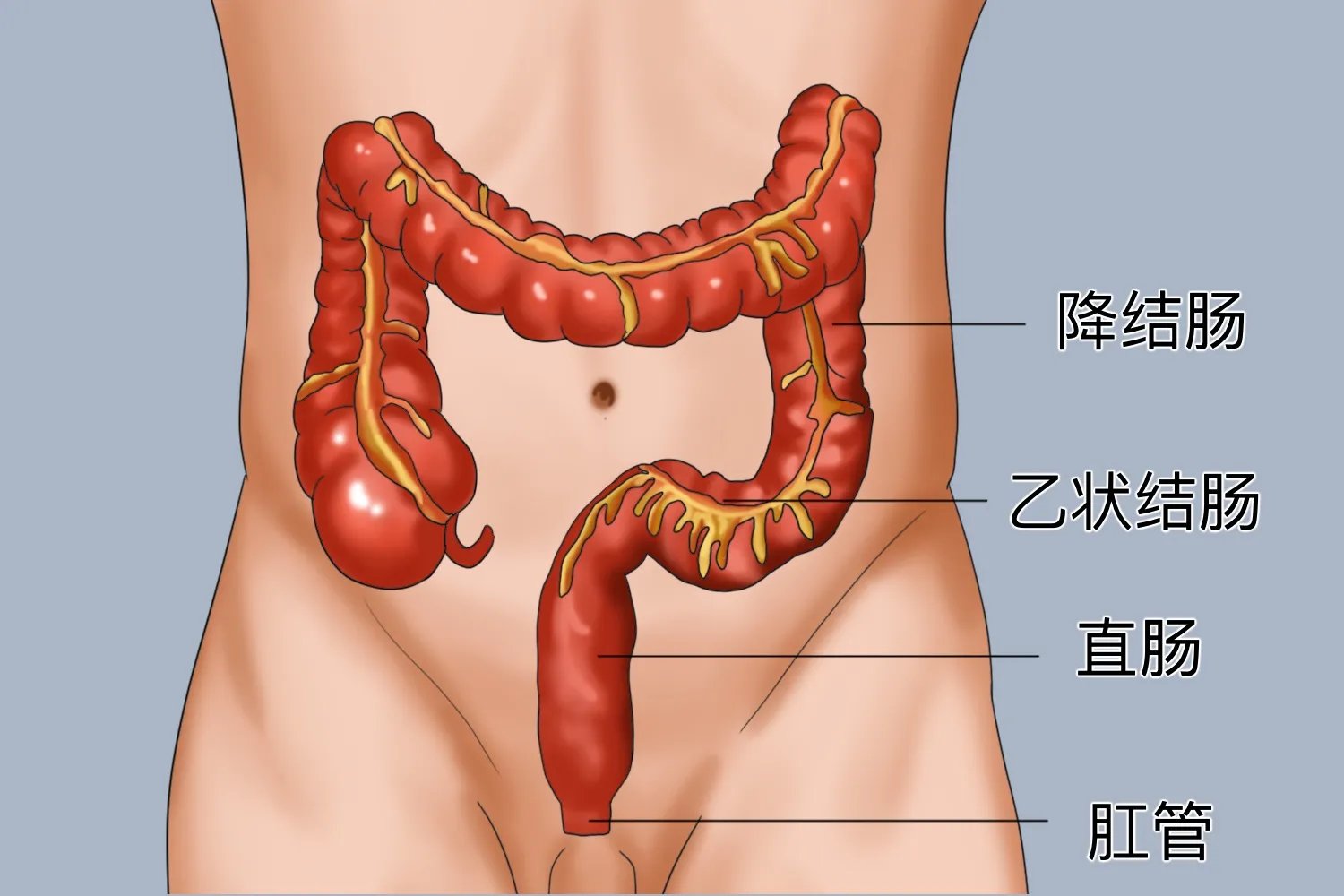 肚脐眼左边是什么部位