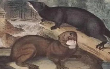 缅因州海鼬的灭绝原因是什么?它拥有世界上最珍贵的皮毛