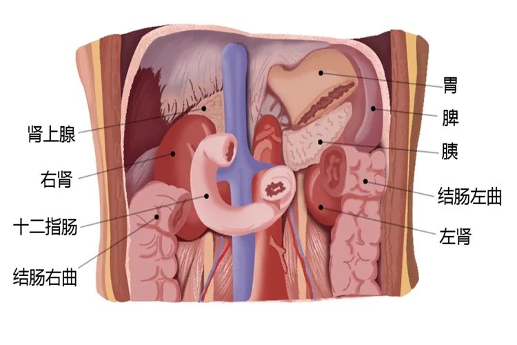 身体五脏六腑肾的位置结构图