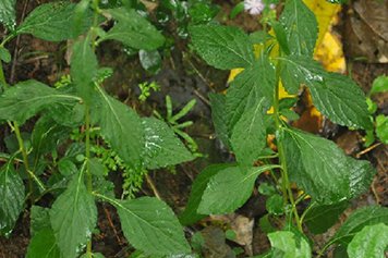 伤寒草的功效与作用