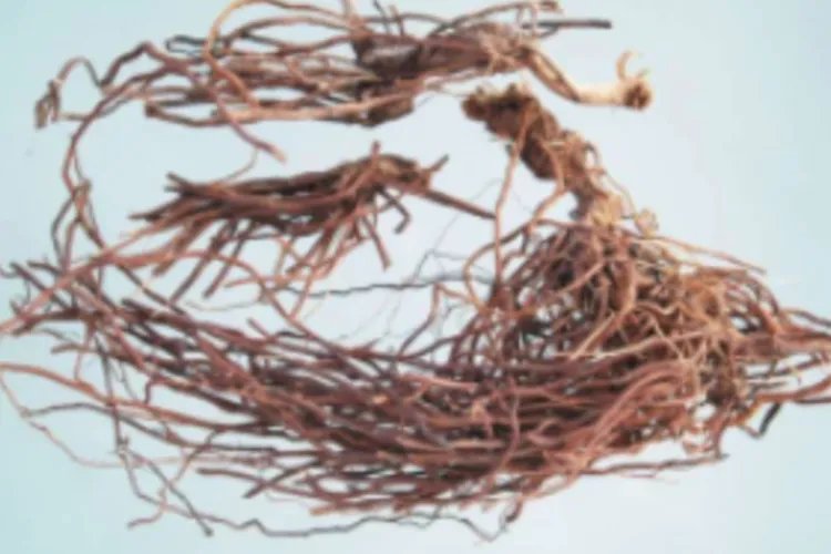 威灵仙图片及功效和作用