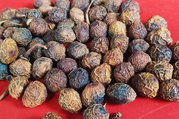 香樟树子的功效与作用