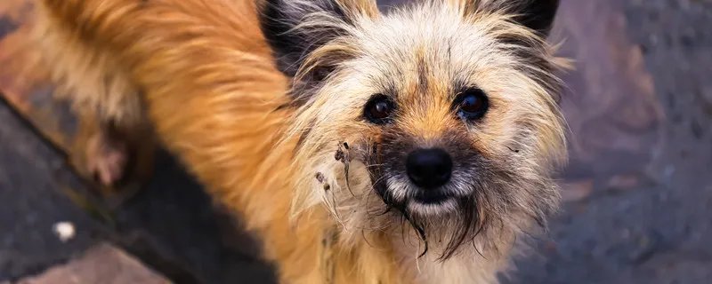 澳洲梗是干什么的 澳洲梗一般有多高