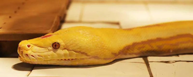 梦见无头蛇什么意思 梦到无头蛇预示什么