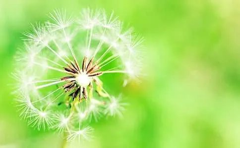 幼儿园小班《蒲公英》教案