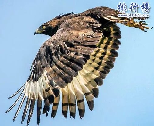 地球十大最强生物,人类上榜第1可举起自身1180倍