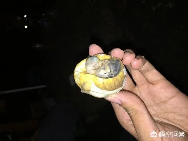 作为一名吃货,你有什么不吃的东西吗?或者说让你最深刻的黑暗料理是啥?