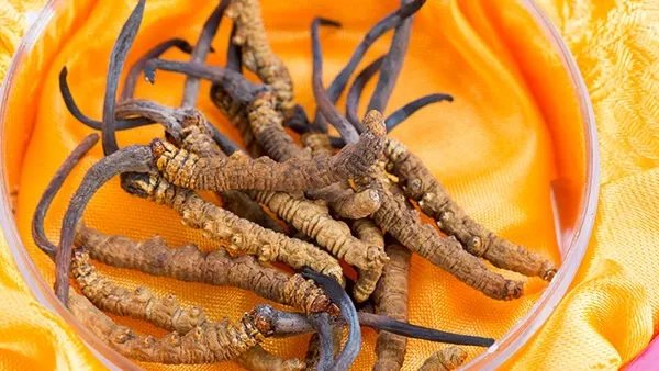 冬虫夏草是什么