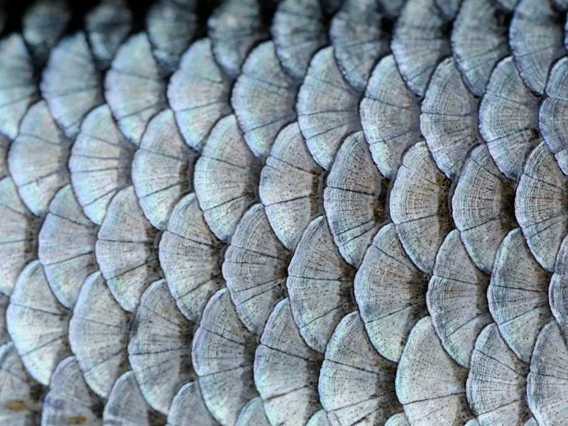 丑角样鱼鳞病的临床特点