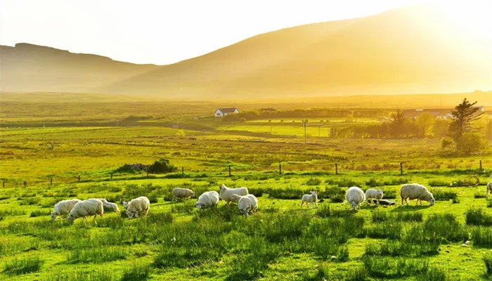 母绵羊有角吗 母绵羊有没有角