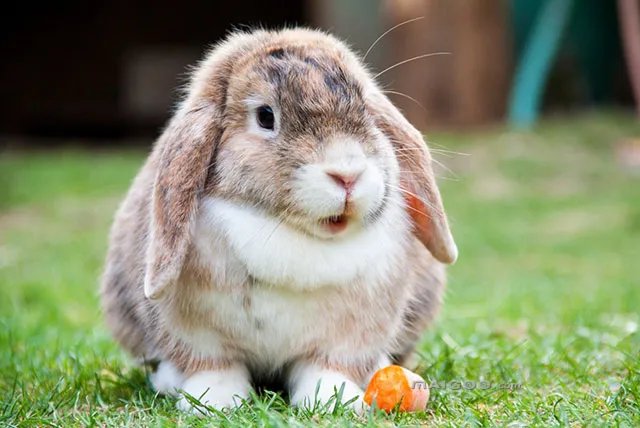 各种宠物常见疾病介绍 爱宠生病应对及疾病预防