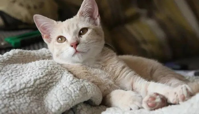 什么叫吸猫 吸猫是什么意思