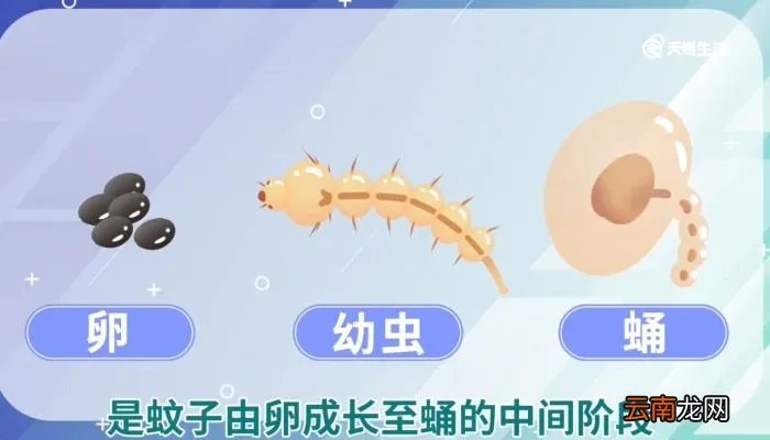 孑孓的意思 孑孓的意思解释