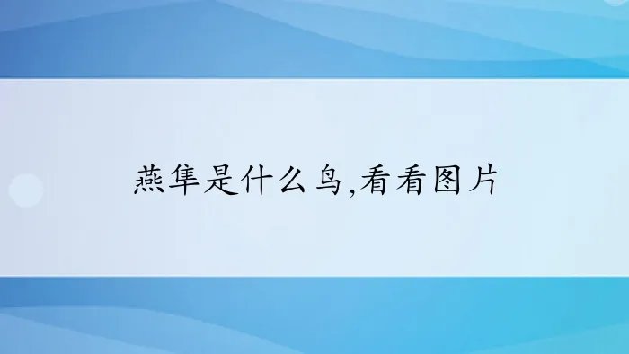 燕隼是什么鸟,看看图片