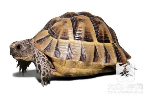 家庭杀甲鱼的方法有哪些?