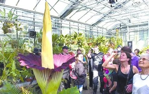 世界上最臭的花：尸臭花（气味奇臭无比）