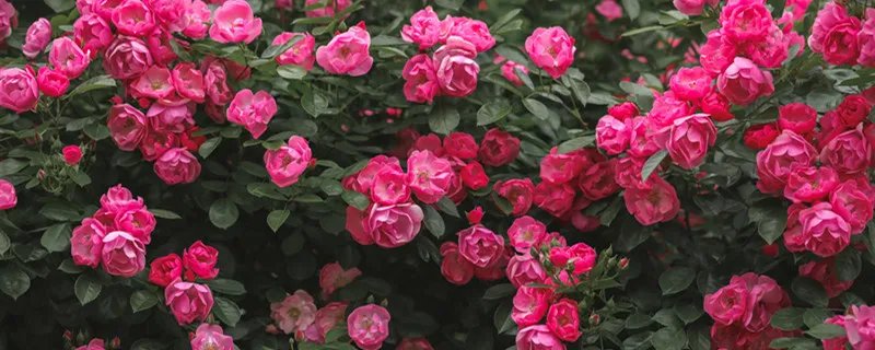 嫦娥下凡是什么花 月季花怎么养