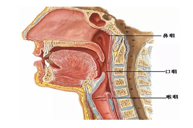 咽部图片构造图解