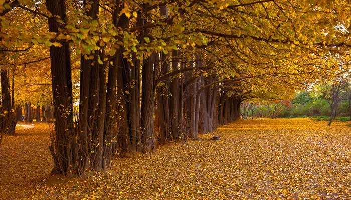 银杏树叶像什么