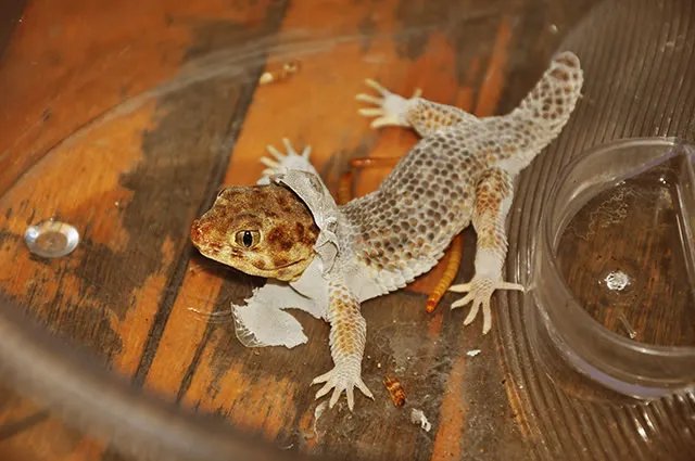 蛤蚧养殖用什么来喂 蛤蚧人工养殖的正确方法