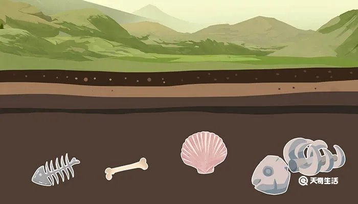 化石是怎么形成的
